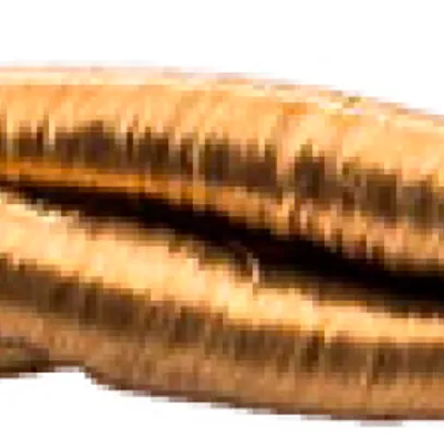 Cavo tessile Roesch H05V-K 3×0.75mm² LNPE intrecciato, seta artificiale, oro 